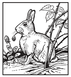 Cottontailed Rabbit