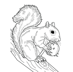 Gray Squirrel