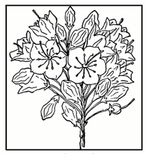 Mountain laurel