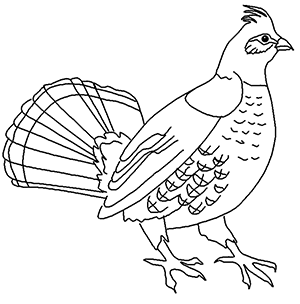Ruffed grouse
