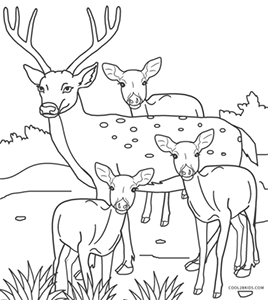 White-tailed deer family
